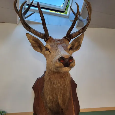 Le Grand Cerf Citadin *